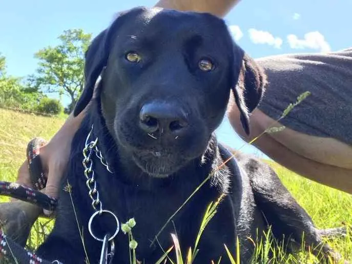 Cachorro ra a Labrador idade 1 ano nome Mel