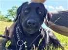 Cachorro raça Labrador idade 1 ano nome Mel