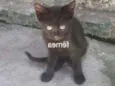 Gatos 