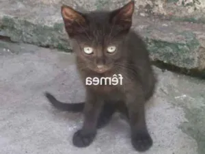 Gato raça  idade 2 a 6 meses nome Gatos 