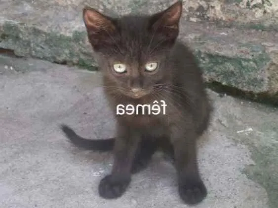 Gato ra a  idade 2 a 6 meses nome Gatos 