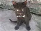 Gato raça  idade 2 a 6 meses nome Gatos 