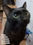 Nino