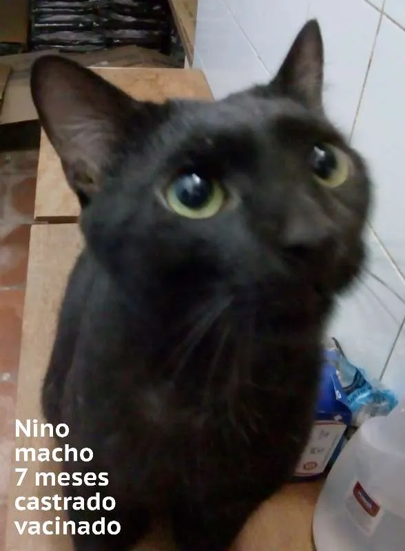 Gato ra a srd idade  nome Nino