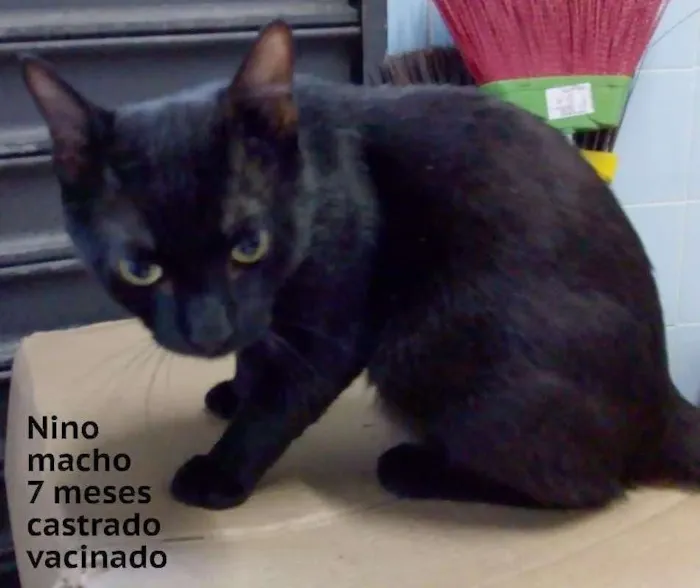 Gato ra a srd idade  nome Nino