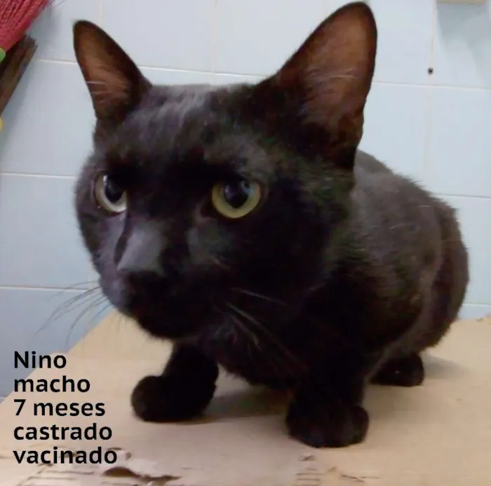 Gato ra a srd idade  nome Nino