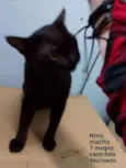 Nino