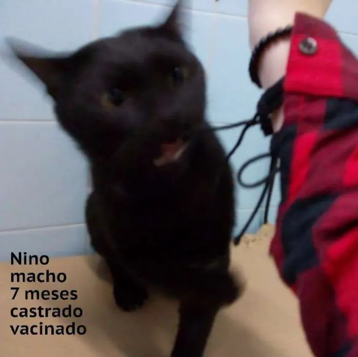 Gato ra a srd idade  nome Nino