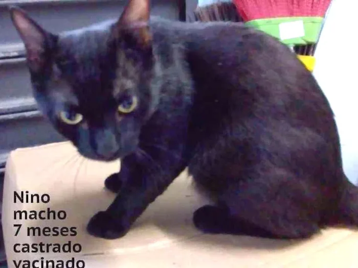Gato ra a srd idade  nome Nino