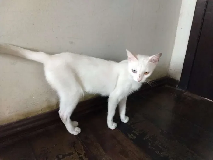 Gato ra a Vira-lata idade 7 a 11 meses nome Branquinha