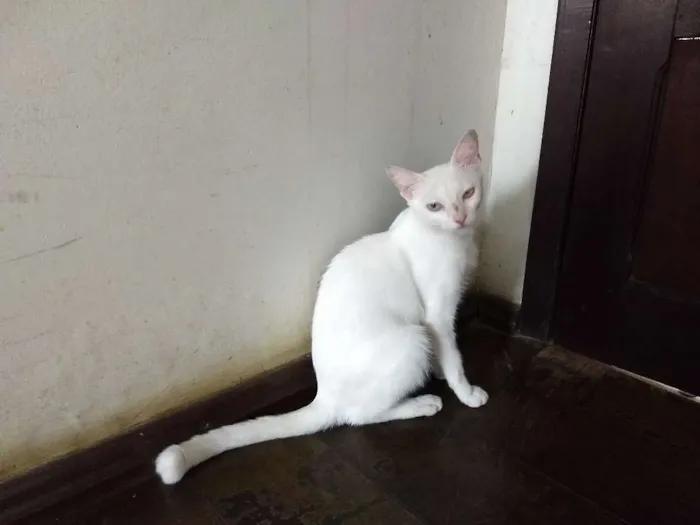 Gato ra a Vira-lata idade 7 a 11 meses nome Branquinha
