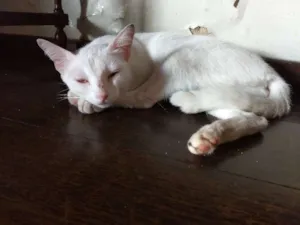 Gato raça Vira-lata idade 7 a 11 meses nome Branquinha