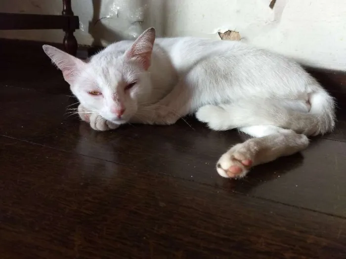 Gato ra a Vira-lata idade 7 a 11 meses nome Branquinha