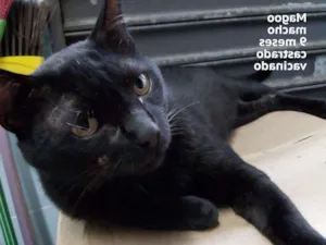Gato raça SRD idade  nome Magoo