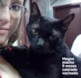 Gato raça SRD idade  nome Magoo