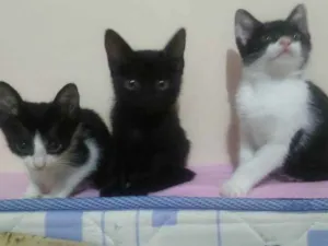 Gato raça  idade 2 a 6 meses nome sem nome 