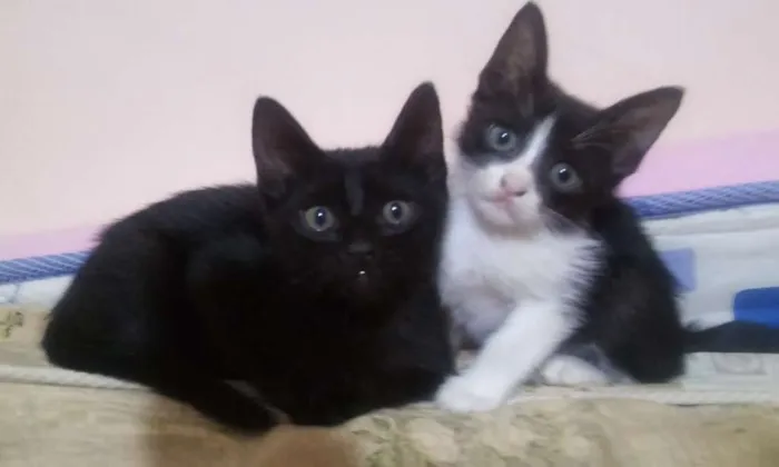 Gato raça  idade 2 a 6 meses nome sem nome 
