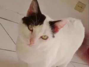 Gato raça SRD idade 4 anos nome KYARA