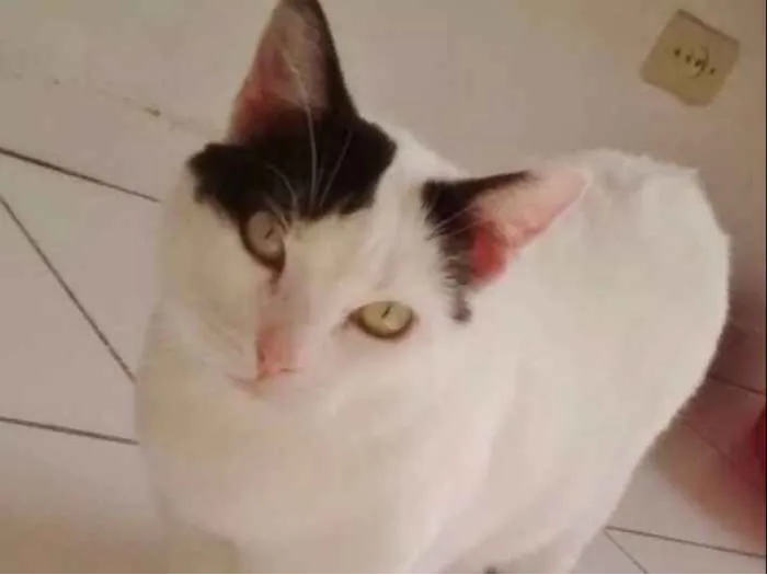 Gato ra a SRD idade 4 anos nome KYARA