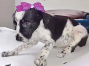 Cachorro raça SRD idade 2 a 6 meses nome BRENDA