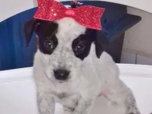 Cachorro raça SRD idade 2 a 6 meses nome ELOWA