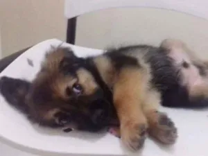 Cachorro raça SRD idade 2 a 6 meses nome WOLF