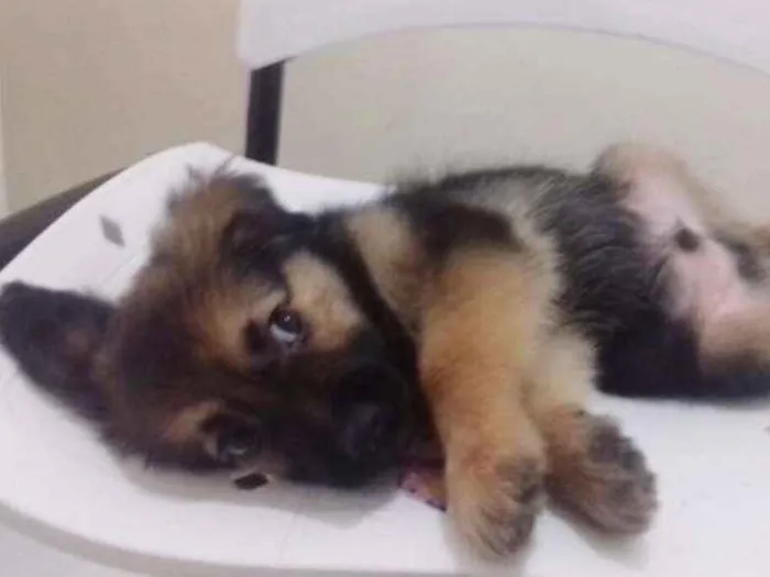 Cachorro ra a SRD idade 2 a 6 meses nome WOLF