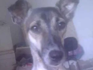Cachorro raça indefinida idade 2 anos nome duquesa