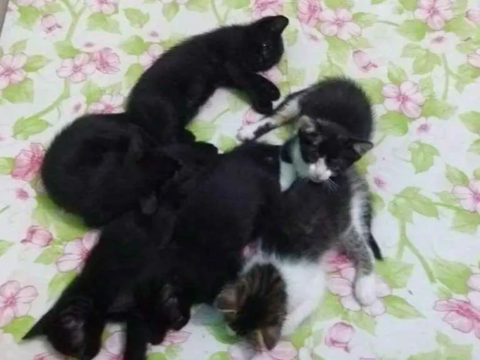Gato ra a Srd idade 2 a 6 meses nome Júlia Batman e grafi