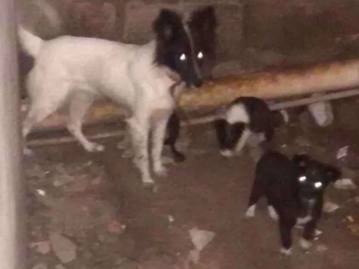 Cachorro ra a SRD idade 2 a 6 meses nome sem nome