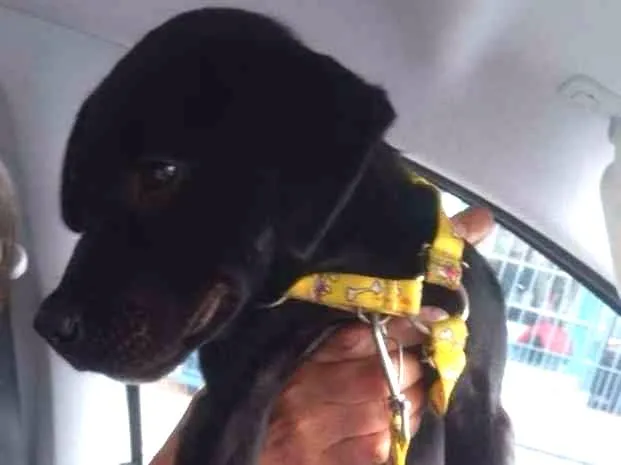 Cachorro ra a SRD idade 2 a 6 meses nome Luna