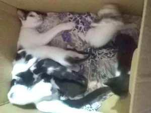 Gato raça gato idade Abaixo de 2 meses nome gatos