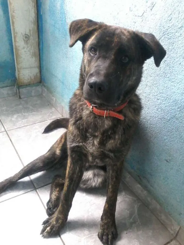 Cachorro ra a Srd idade 2 a 6 meses nome Jimi