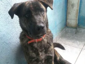 Cachorro raça Srd idade 2 a 6 meses nome Jimi