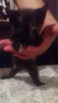 Gatinhos 