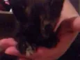 Gatinhos 