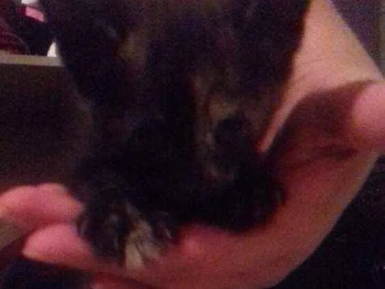 Gato ra a Sem raça  idade Abaixo de 2 meses nome Gatinhos 