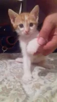 Gatinhos 