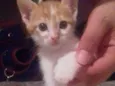 Gatinhos 