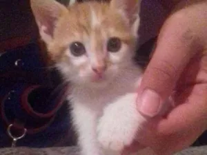 Gato raça Sem raça  idade Abaixo de 2 meses nome Gatinhos 