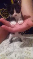 Gatinhos 