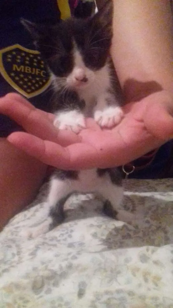 Gato ra a Sem raça  idade Abaixo de 2 meses nome Gatinhos 
