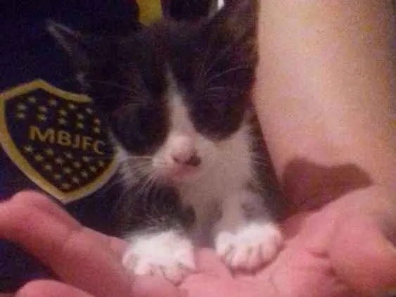 Gato ra a Sem raça  idade Abaixo de 2 meses nome Gatinhos 