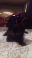 Gatinhos 