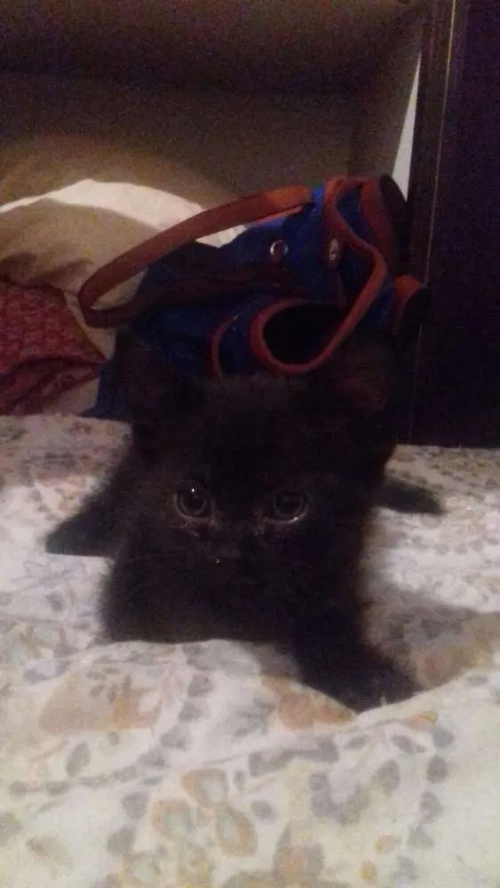 Gato ra a Sem raça  idade Abaixo de 2 meses nome Gatinhos 