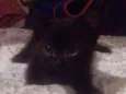 Gatinhos 