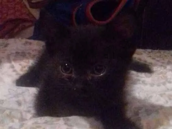 Gato ra a Sem raça  idade Abaixo de 2 meses nome Gatinhos 