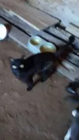 Chiquinho