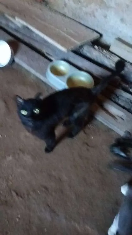 Gato raça sem raça definida idade 2 a 6 meses nome Chiquinho