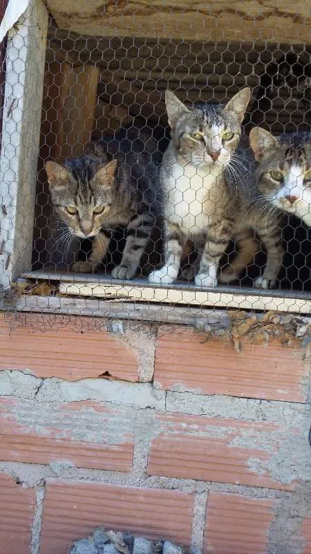 Gato raça sem raça definida idade 2 a 6 meses nome Chiquinho